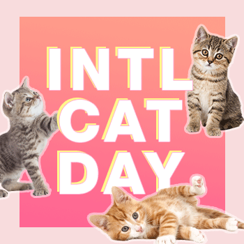 Celebrating International Cat Day with our Fave Cat Pics
